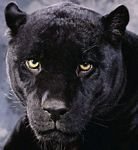 pic for Black Panther